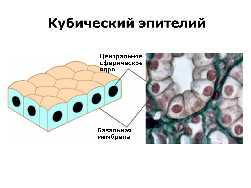 Кубический эпителий